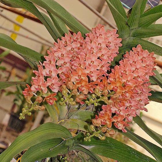 Rhynchostylis gigantea (Peach) orange