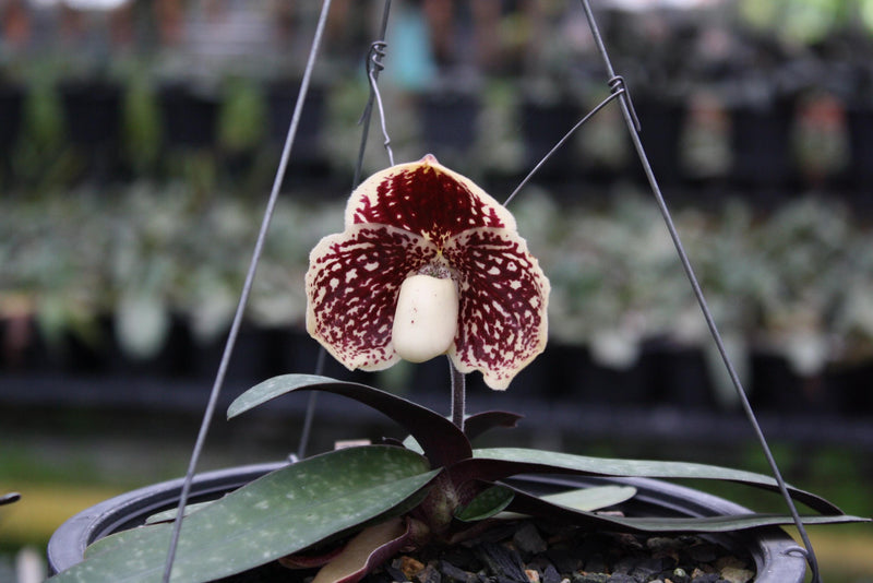 Paphiopedilum godefroyae Orchid, Lady Slipper Live Plant, Bloom Size