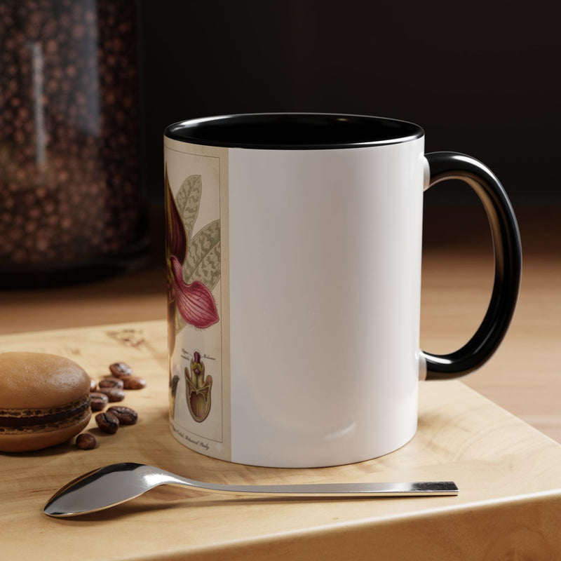 Paphiopedilum rungsuriyanum Victorian Botanical Orchid Illustration Mug | Accent Coffee Mug 11oz 15oz