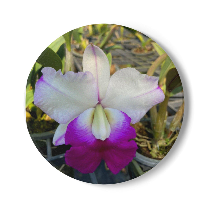 Purple and White Orchid Ceramic Coaster | Floral Plant Photography Cattleya Pink-Purple white