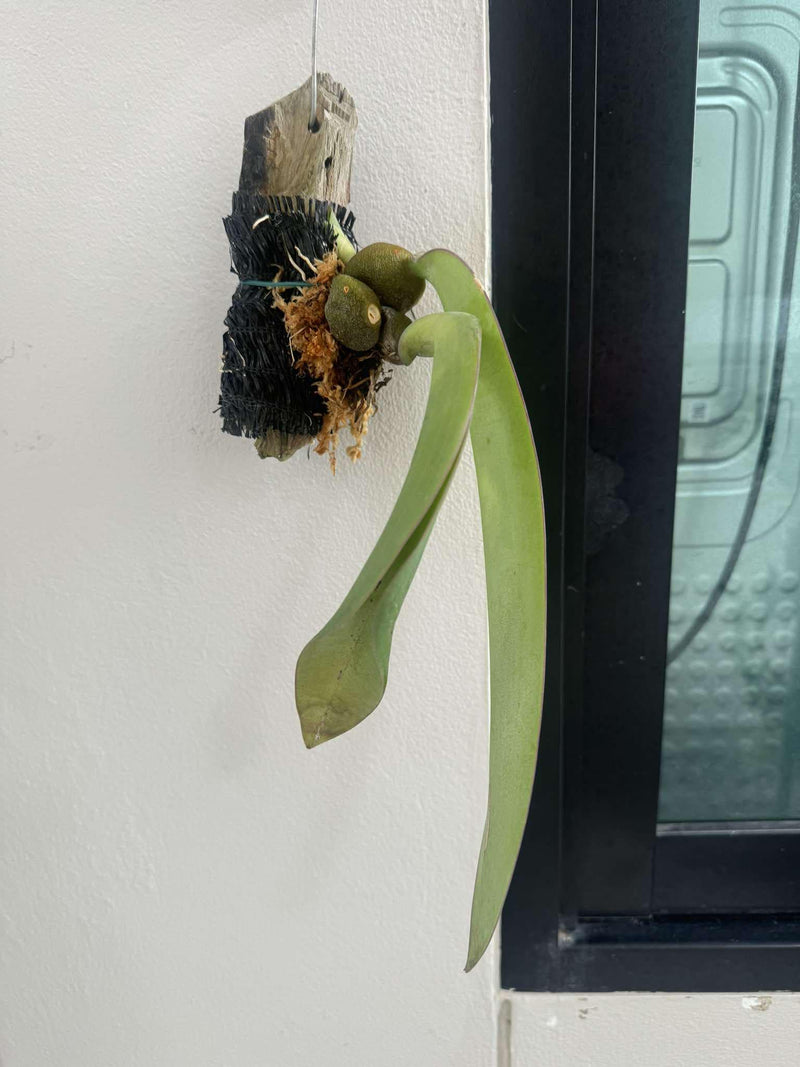 Gigantic Tongue Orchid: Bulbophyllum fletcherianum (Rare Collector's Item)