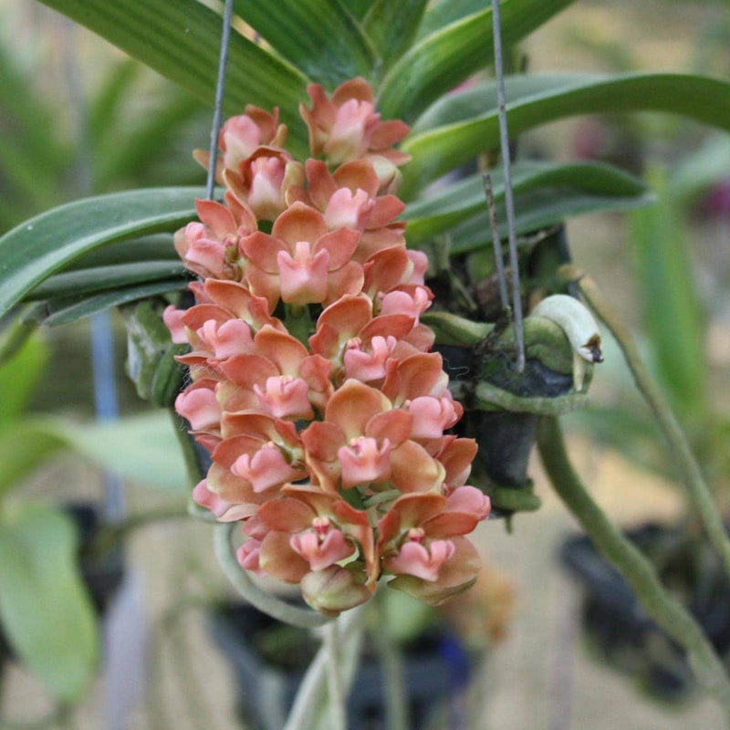Rhynchostylis gigantea (Peach) orange