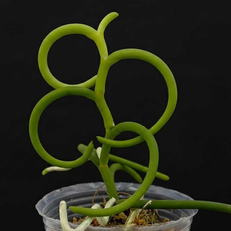 Cleisostoma arietinum Olympic Rings