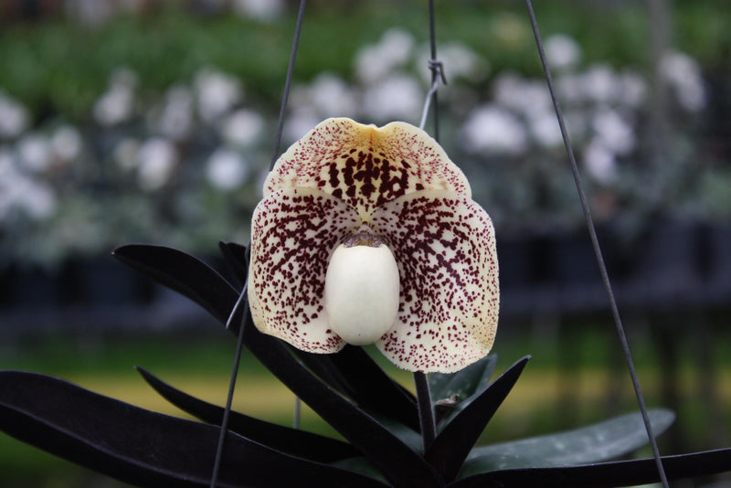 Paphiopedilum godefroyae Orchid, Lady Slipper Live Plant, Bloom Size