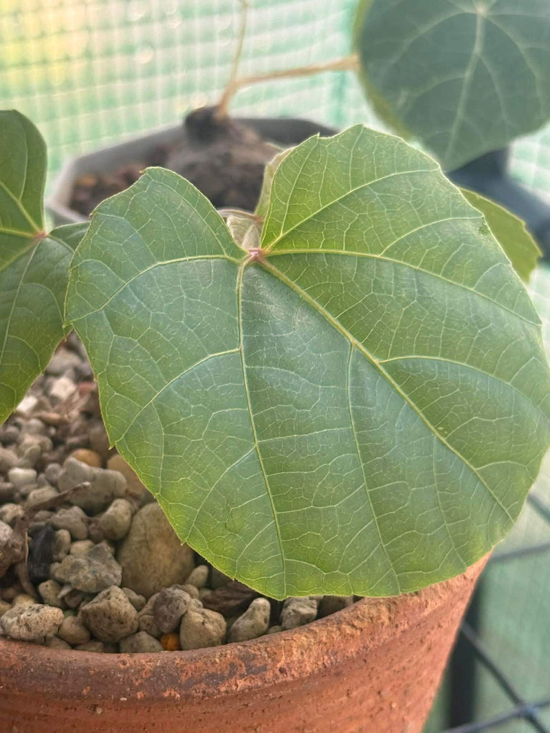 Anperoshissasu Marutini アンペロシッサス・マルティニ (Wild Grape)