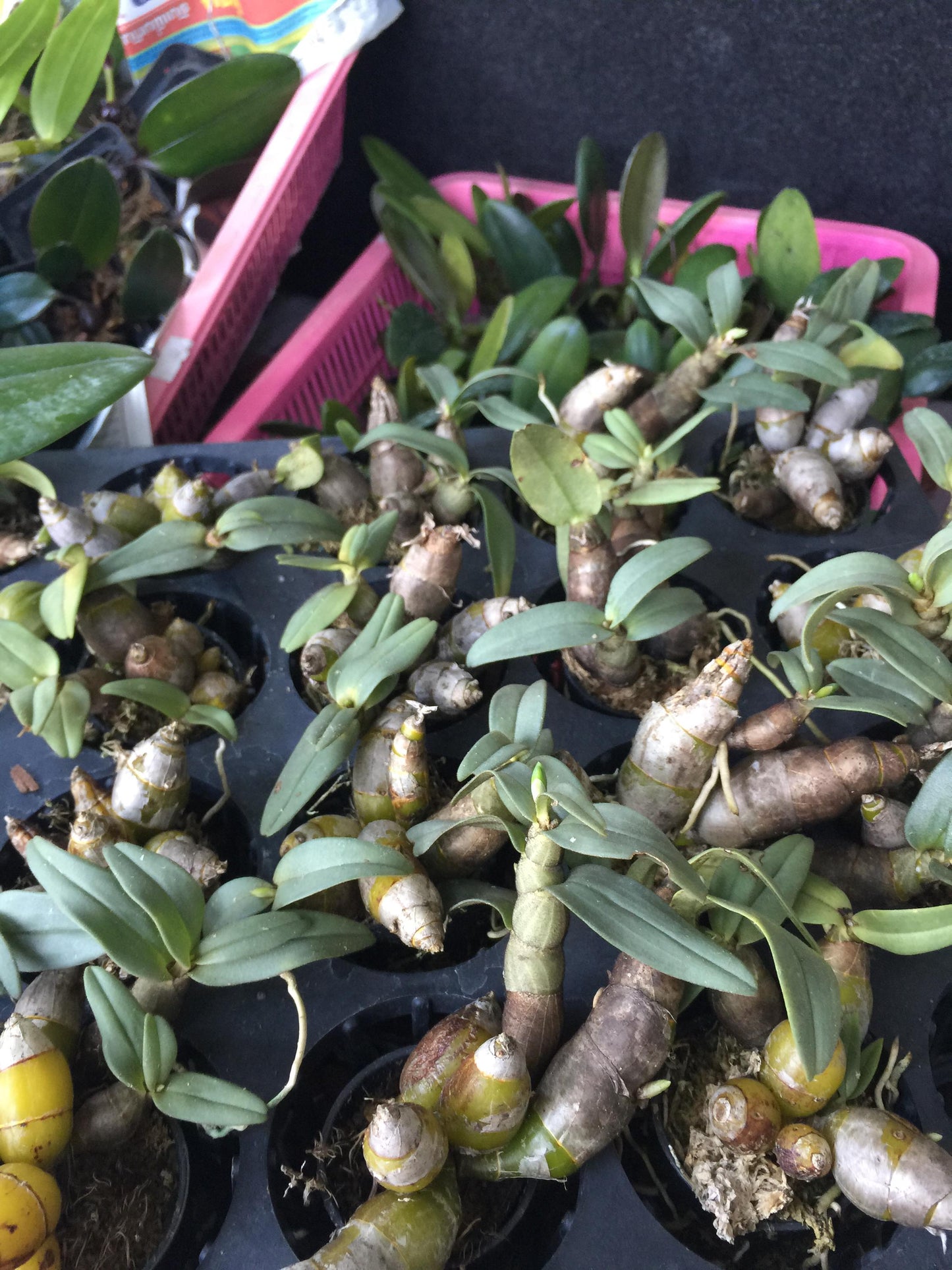 Den.bellatulum Orchid Plant
