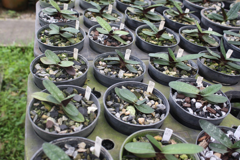 Paphiopedilum bellatulum Orchid Plant (Bloom Size) – Spotted Petals