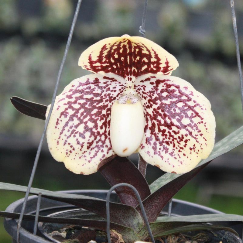 Paphiopedilum godefroyae Orchid, Lady Slipper Live Plant, Bloom Size