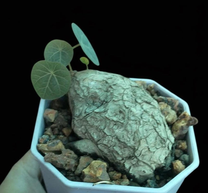 Stephania Kaweesakii Plant, Round-leaf Caudex Houseplant