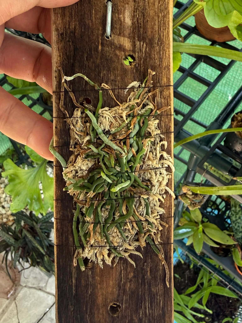 Taeniophyllum obtusum 1 Plant Orchid Species (Bloom Size)