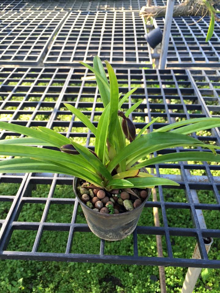 Paphiopedilum hirsutissimum Orchid Plant – Bloom Size Lady Slipper Orchid