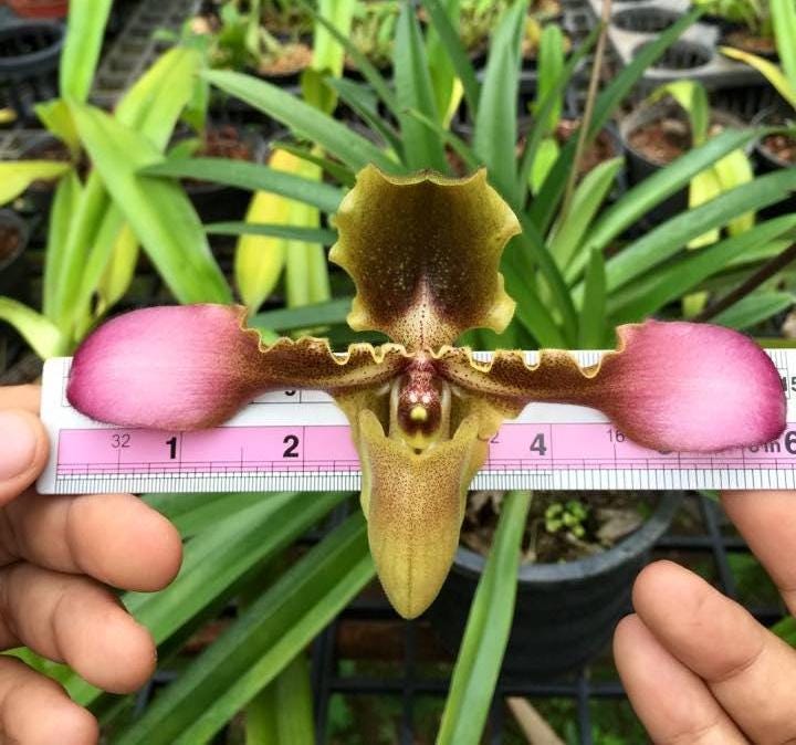 Paphiopedilum hirsutissimum Orchid Plant – Bloom Size Lady Slipper Orchid