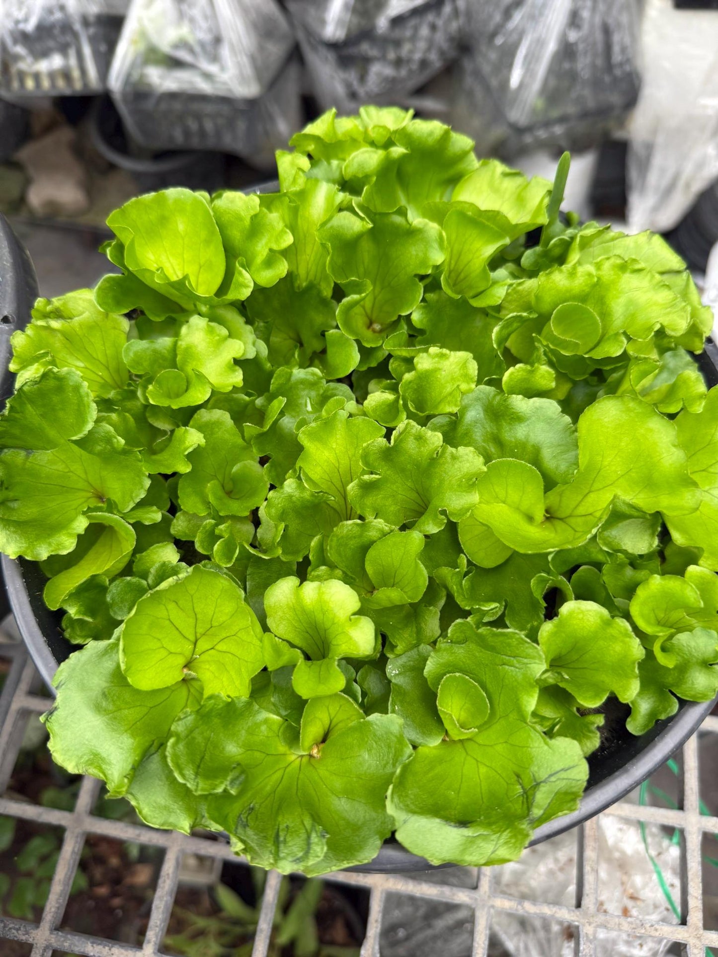 Platycerium ridleyi "Monkey King"