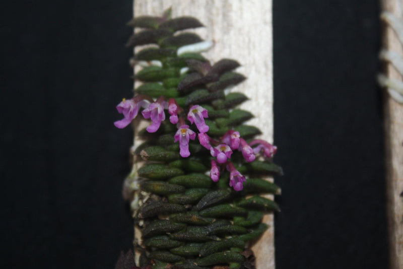 Schoenorchis scolopendria 1 Orchid Plant, Bloom Size,Mini Orchid Collection