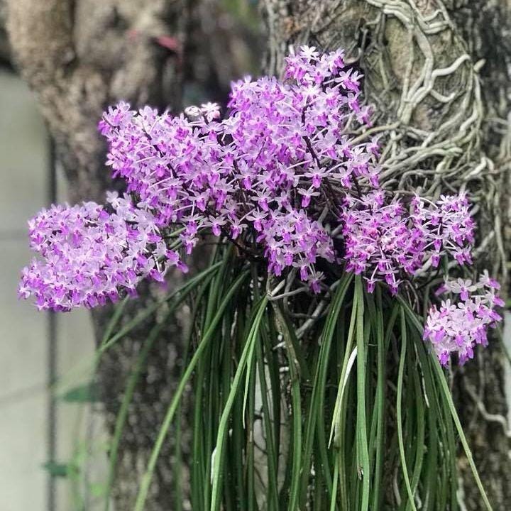 Seidenfadenia mitrata Orchid Plant, Bloom Size, Bare Root