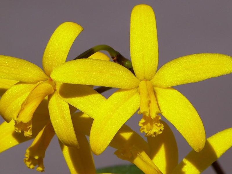 Laelia rubescens flava Cattleya Orchid Plant, Rare Collector Species