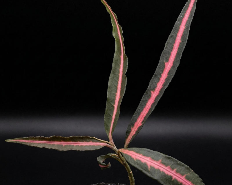Rare Labisia sp. (Pink Midway, Vietnam) House Plant in 2" Pot
