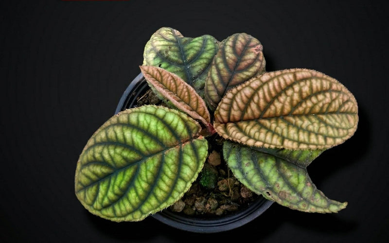 Labisia sp. Vietnam Plant – Mottled Bronze Green Leaves, Pink Iridescence
