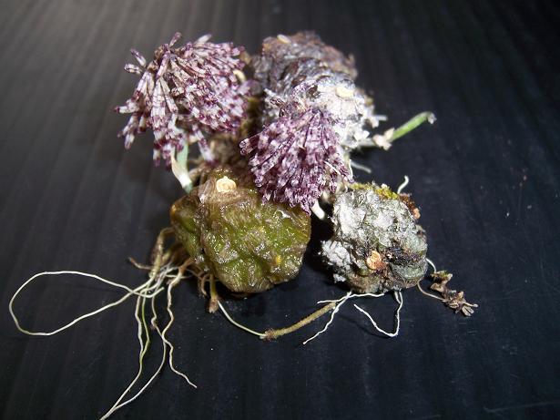 Bulbophyllum tripaleum 1 Plant Orchid Plant – rare miniature orchids