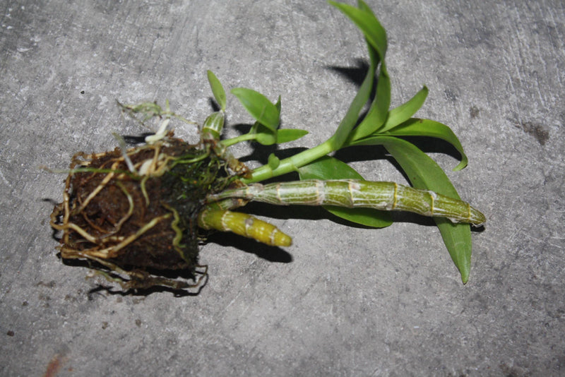 Dendrobium anosmum Orchid Plant – Rare Starter Size Orchid fragrant Flower
