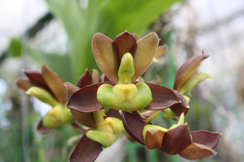 Catasetum tenebrosum - Dark-Brown Catasetum Exotic Orchid plant