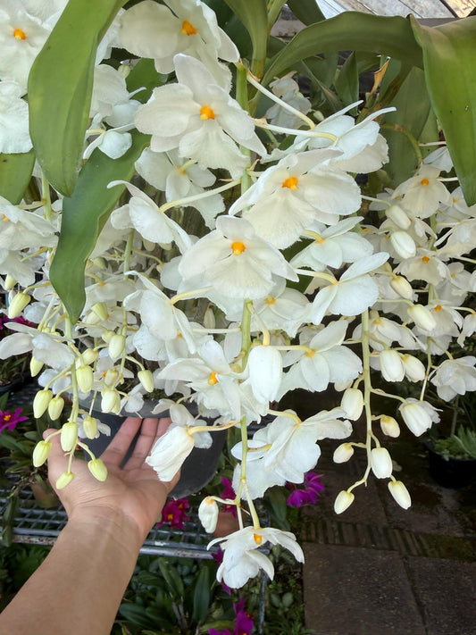 Dendrobium farmeri alba