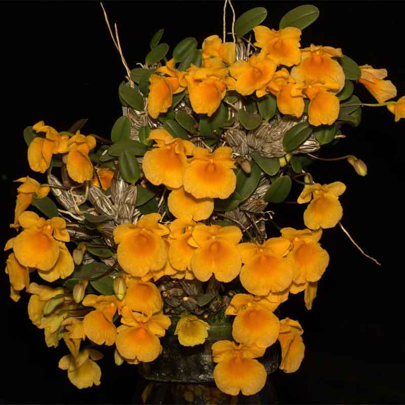 Dendrobium Jenkinsii Orchid Plant (Bloom Size) Mini Orchid