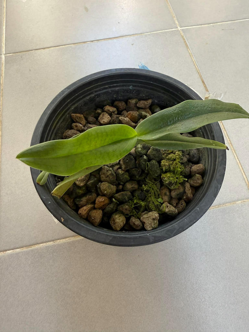 Paphiopedilum emersonii 1 Plant Orchid Plant (Bloom Size)