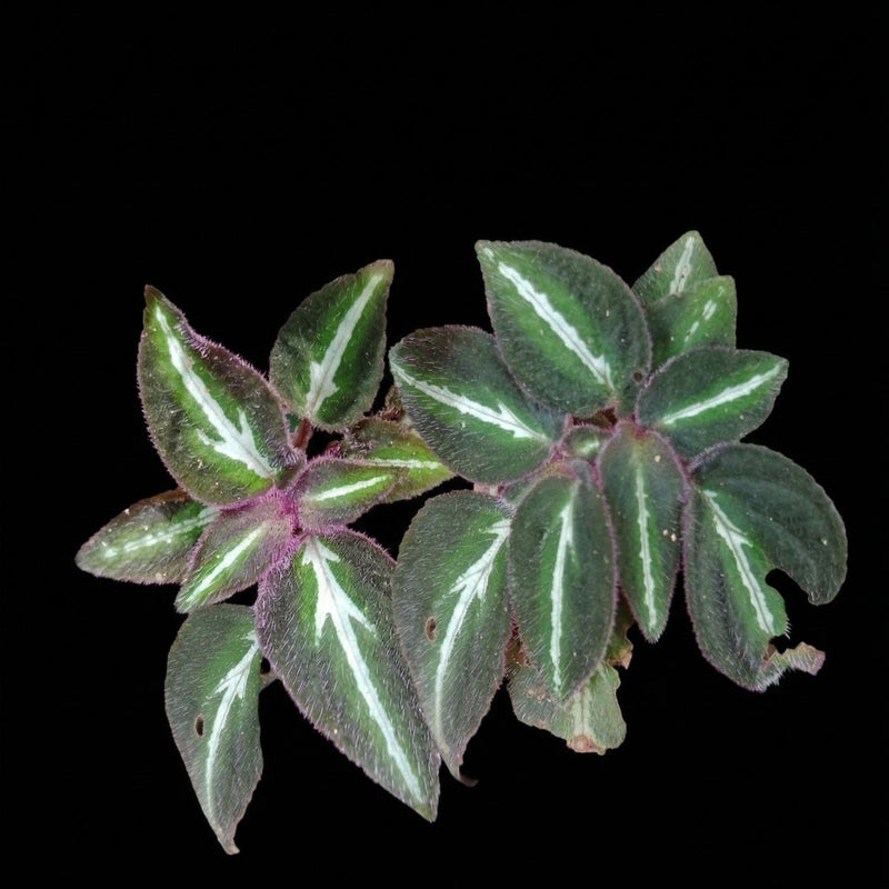 Sonerila sp. fluo House Plant, Terrarium Mini Plant Collection (5 Plants)