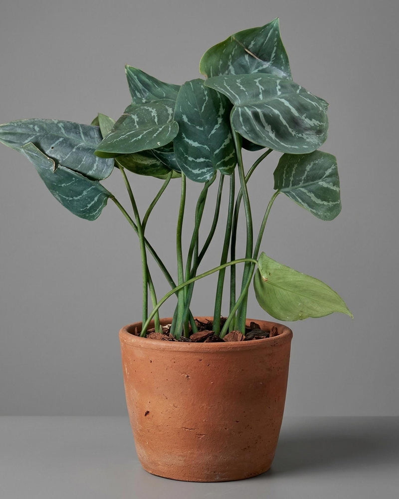 Aglaonema sp Plant, Rare Compact Species, South Thailand Flora