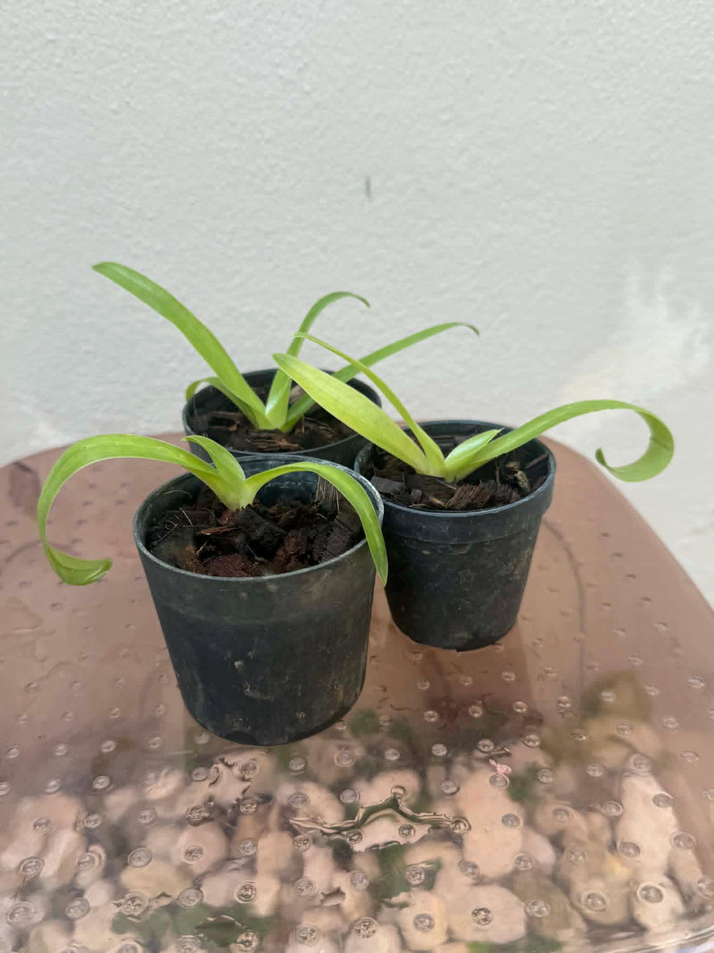 Paphiopedilum sanderianum (Borneo) Orchid Plant – Starter Size Rare Lady Slipper Orchid
