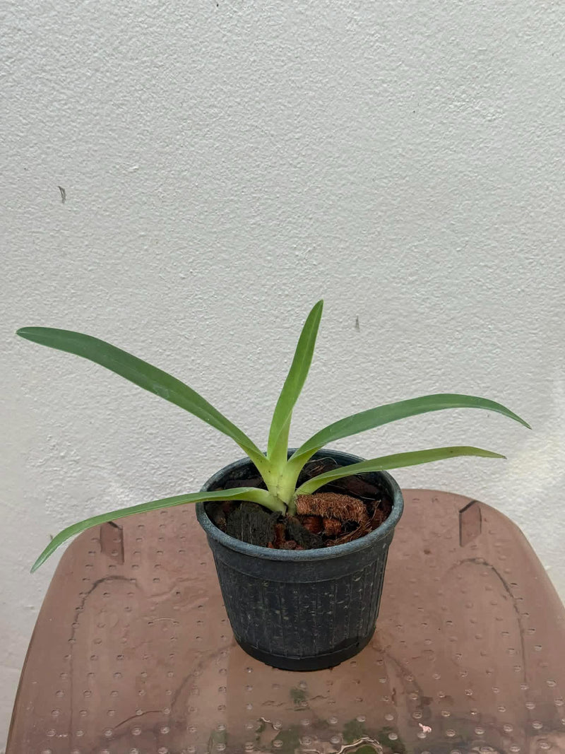 Paphiopedilum rothschildianum Orchid Plant – Medium Rare Lady Slipper Orchid