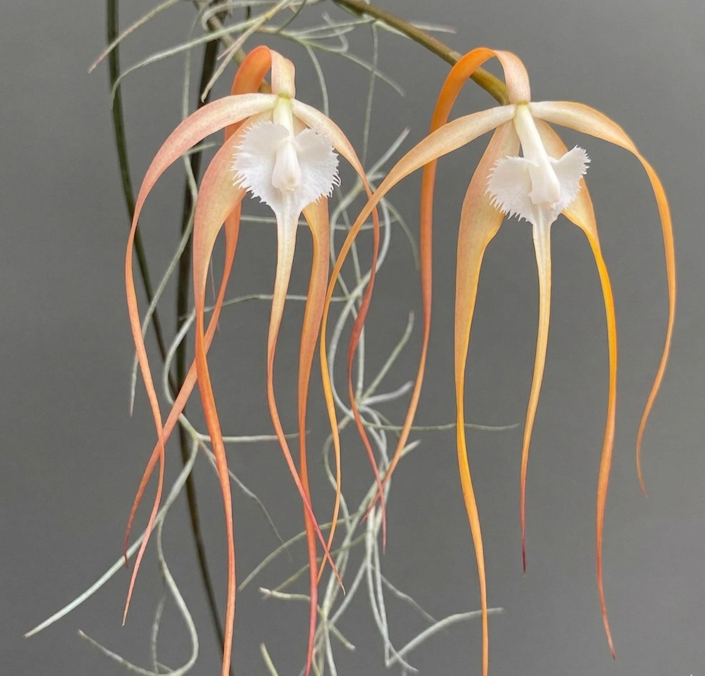 Brassavola cucullata