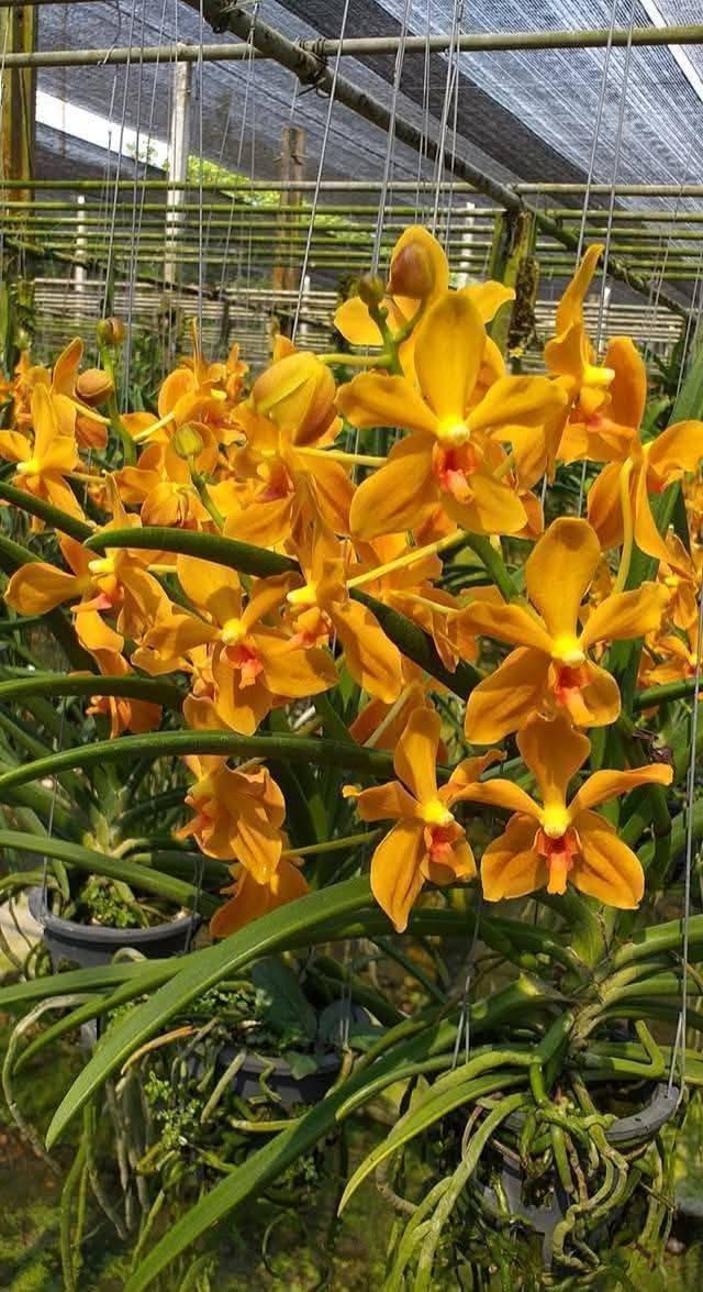 Paravanda Golden Delight