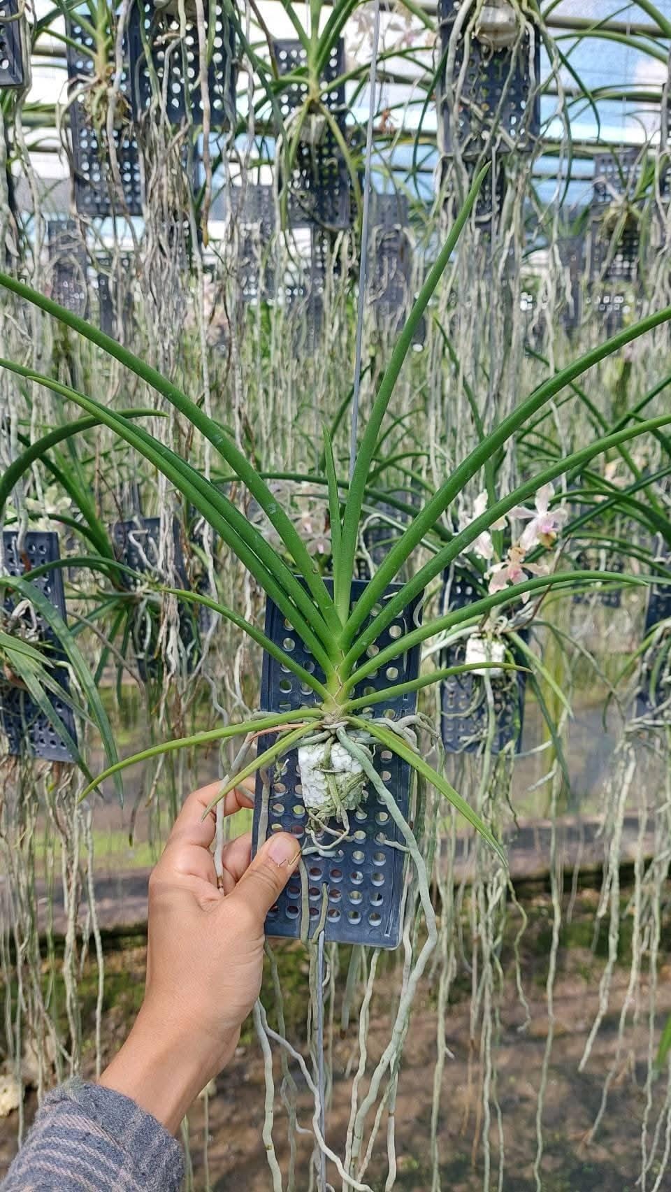 Paravanda (Vanda x Paraphalaenopsis)