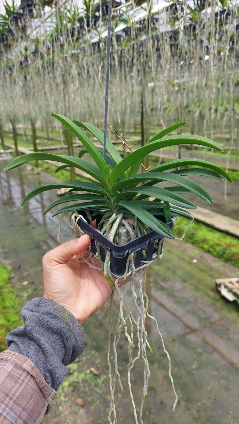 Vandachostylis Lou Sneary "Blue" 1 Plant Vanda x orchid
