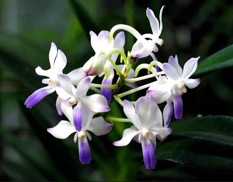 Vandachostylis Lou Sneary "Blue" 1 Plant Vanda x orchid