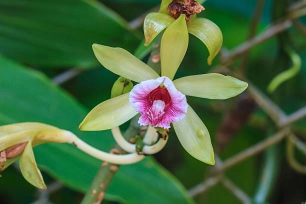 Vanilla pilifera Plant, Rare Orchid Species, Bloom Size Orchid