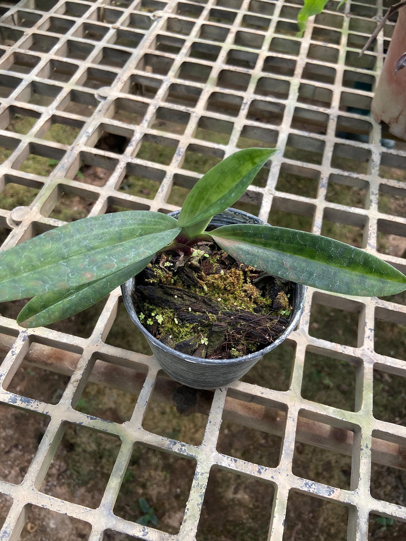Paphiopedilum appletonianum 1 Plant Lady slipper orchid