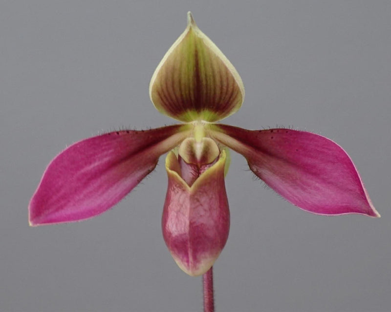 Paphiopedilum appletonianum 1 Plant Lady slipper orchid
