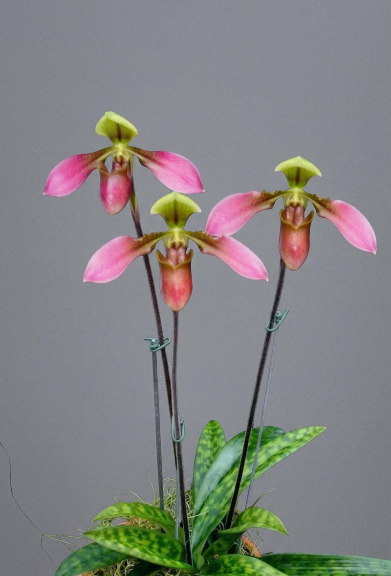 Paphiopedilum appletonianum 1 Plant Lady slipper orchid