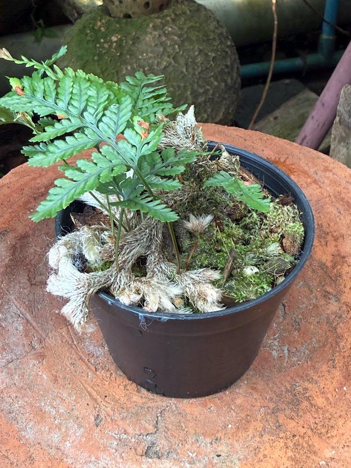 Davallia mariesii Rabbit's Foot Fern, Staghorn fern Tropical fern