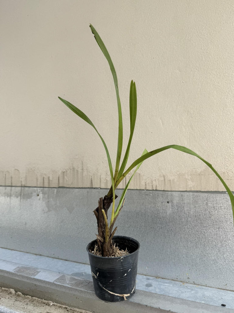 Cymbidium erythraeum 1 Plant orchid plant