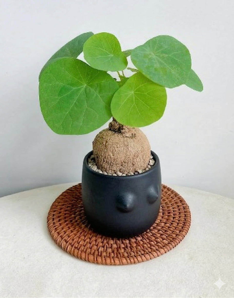 Stephania suberosa 1 Plant Caudex plant