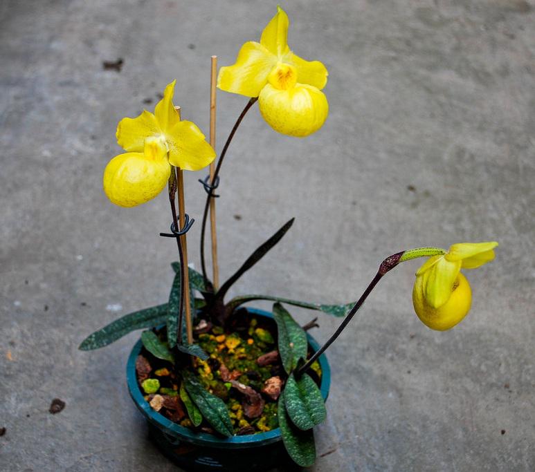Paphiopedilum armeniacum (Vietnam) Orchid Plant – Bloom Size Rare Lady Slipper Orchid