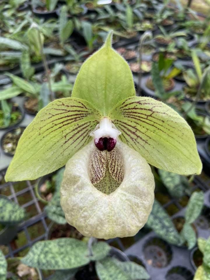 Paphiopedilum malipoense Orchid Plant – Rare Vietnam Lady Slipper Bloom Size