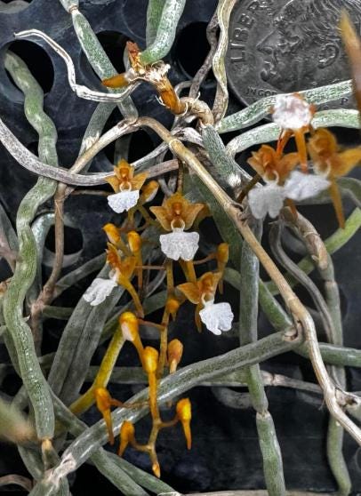 Microcoelia cornuta