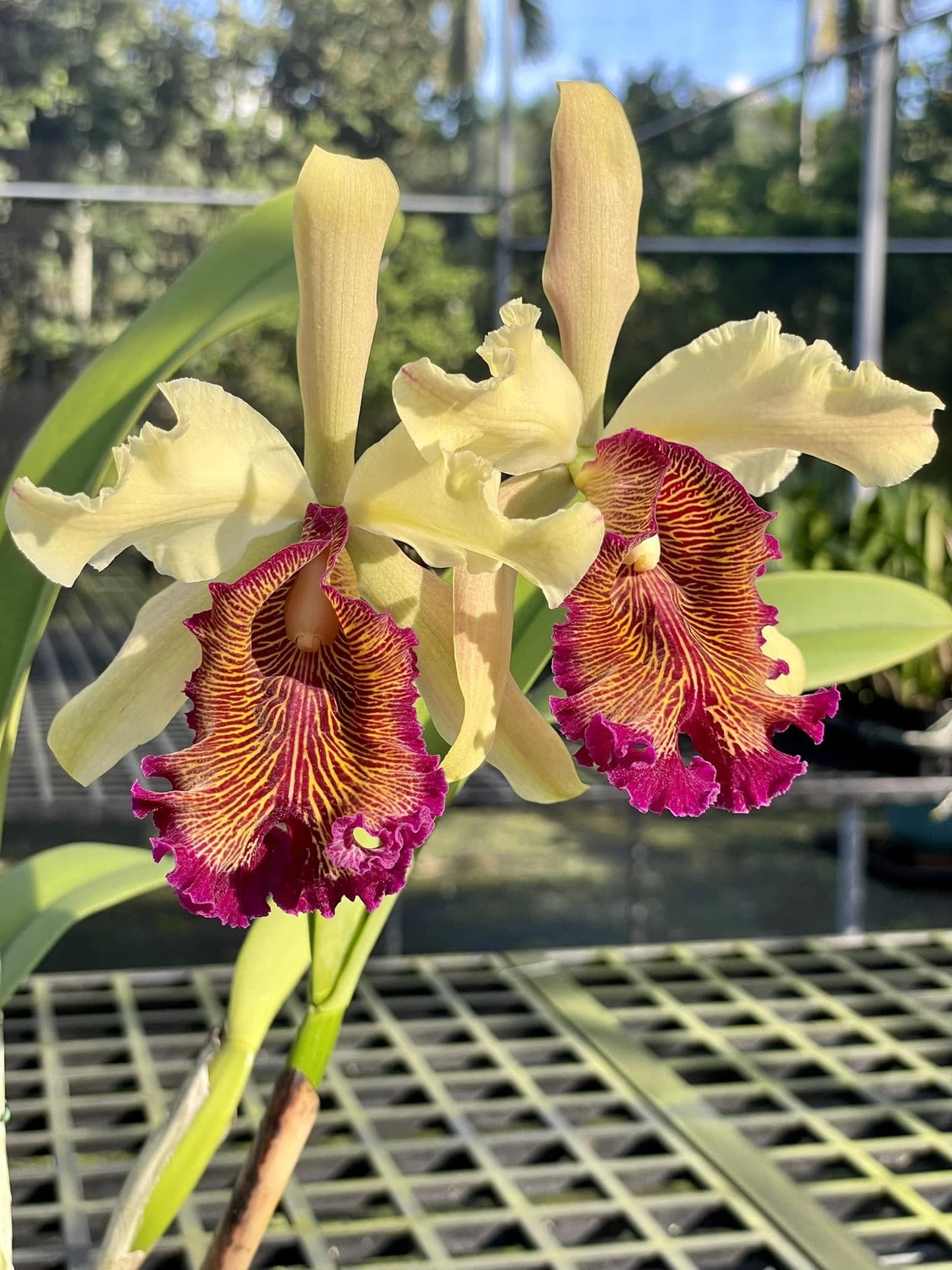 Cattleya dowiana var.aurea