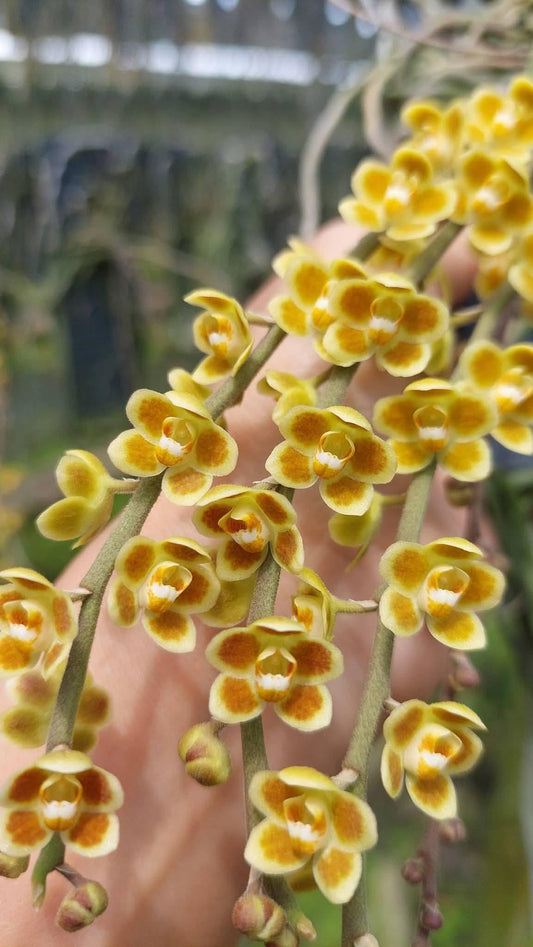 Chiloschista lunifera × Chiloschista viridiflava