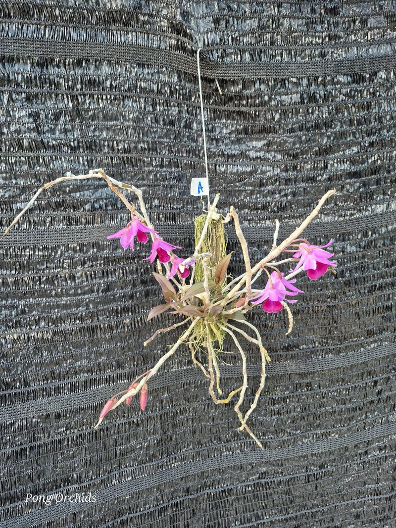 Dendrobium Nestor Orchid Plant (Full Lip, Bloom Size)